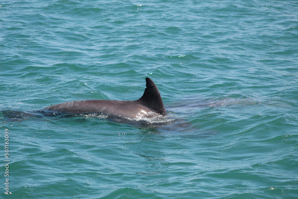Fototapeta premium Dolphin swimming in the ocean