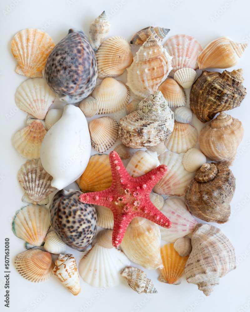 Collection of different seashells. Marine background