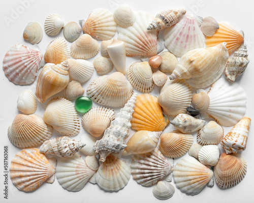 Collection of different seashells. Marine background