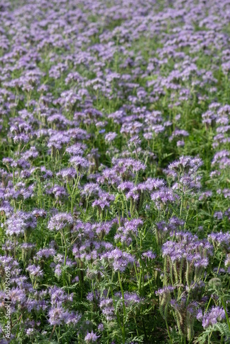 FU 2020-06-28 Wiese 119 Auf der Wiese bl  hen lila Blumen