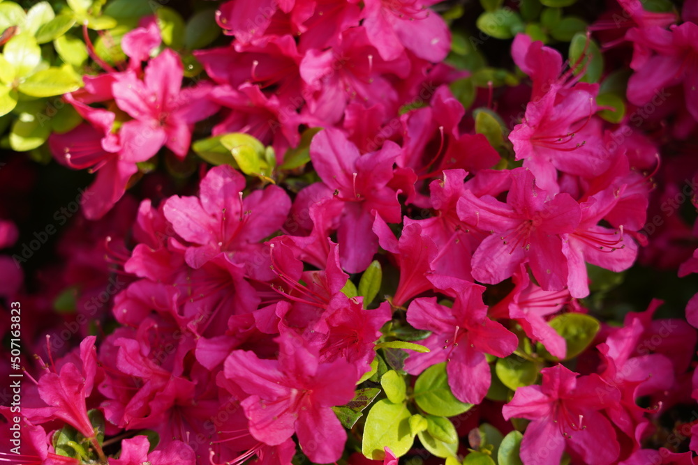 兼六園　ツツジ