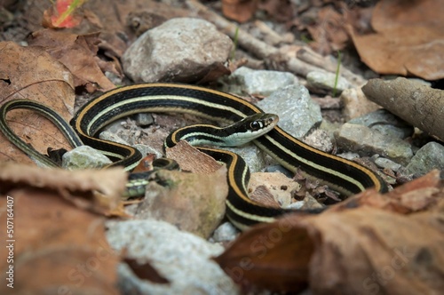 Western Ribbon snake basking on gravel road 