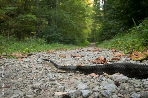 Black gray rat snake crossing gravel road
