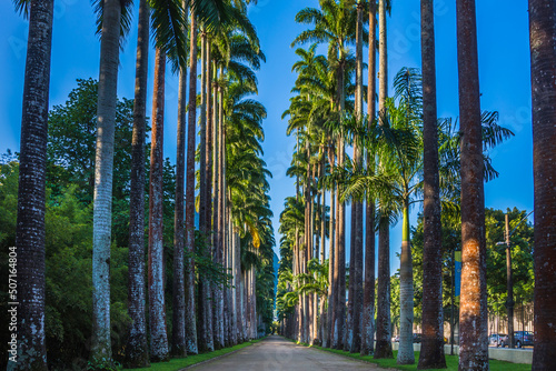 View of a beautiful pathway of palm trees at Rio de Janeiro Botanical Garden