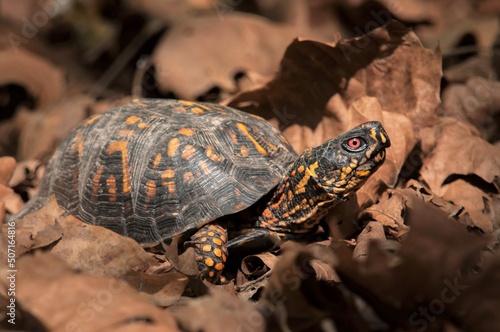Basking Eastern Box turtle macro portrait 