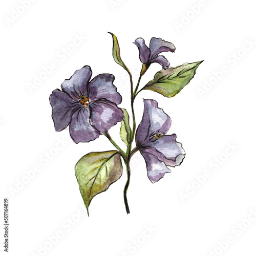 A plant with blue-purple flowers and green leaves on a white background. Watercolor drawing.