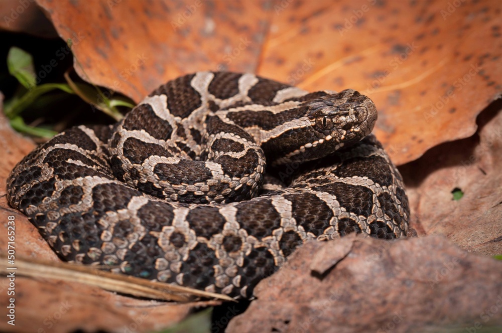 Young Eastern Massasauga Rattlesnake macro portrait Young Eastern Massasauga Rattlesnake macro portrait