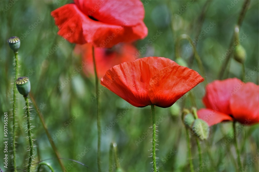 Obraz premium red poppy flower