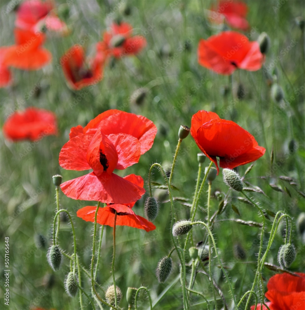 Fototapeta premium red poppy flower