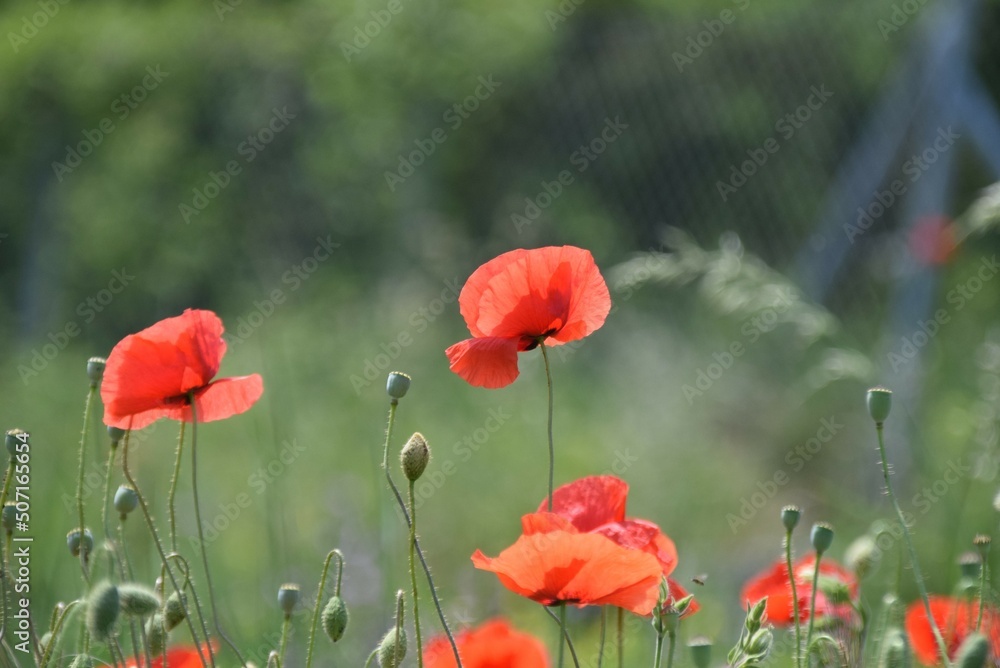 Fototapeta premium poppies in the field
