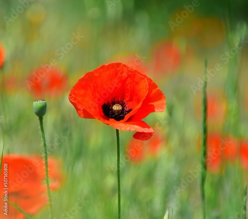 red poppy flower