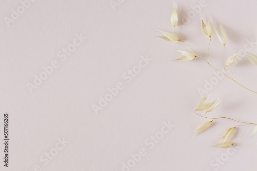 Oat plant on white background, close up, oat ears on white background with empty space for text, minimalist summer wallpaper or summer themed background with cereal. 