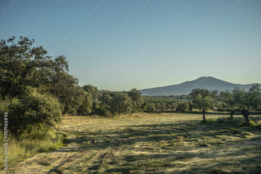 Fototapeta premium Campo recién segado con una montaña de fondo