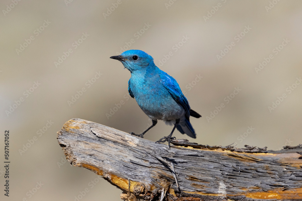 Mountain Bluebirds