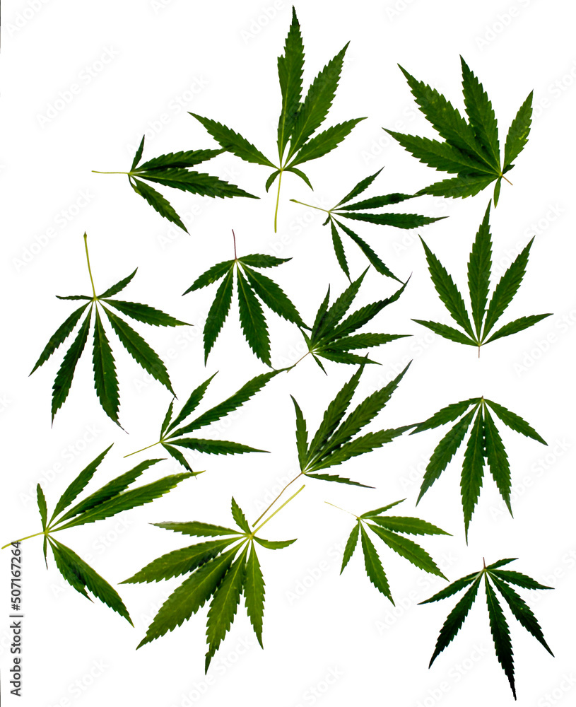 The green branch of the medicinal plant Cannabis sativa (Cannabis