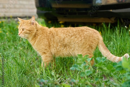 Rural red domestic cat walking on green grass