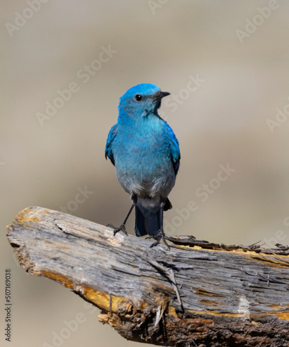 Mountain Bluebirds