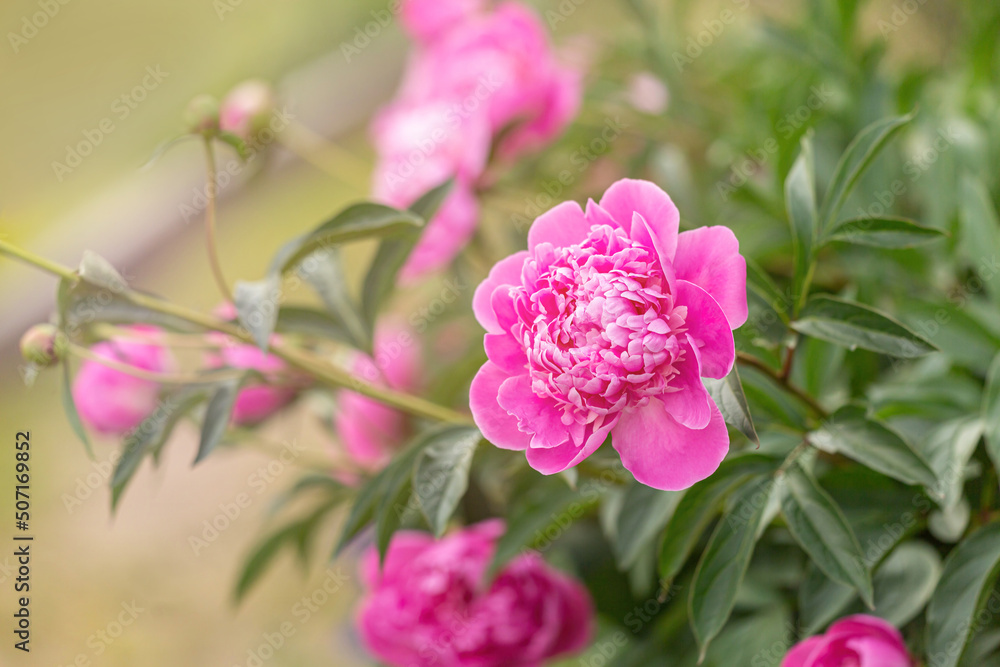 Close-up of a beautiful blooming peony in pink in late spring in a garden outdoors, Paeonia lactiflora