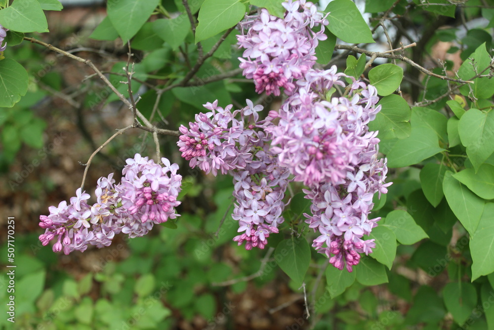 lilac flowers on a branch lilac flowers on a branch