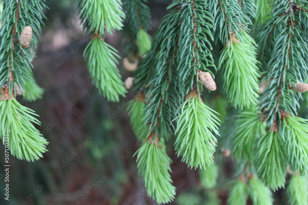 branches of a pine branches of a pine
