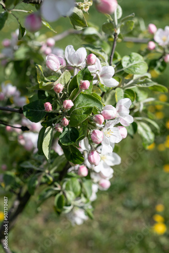 Flowering blossomed apple tree in nature. Selective focus