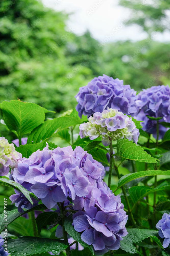 紫陽花
紫陽花