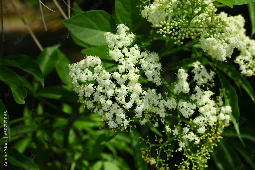 Spotted water hemlock Cicuta maculata native to North America is one of the most toxic plants, grows tall in wetlands white cluster of flowers Spotted water hemlock Cicuta maculata native to North America is one of the most toxic plants, grows tall in wetlands white cluster of flowers