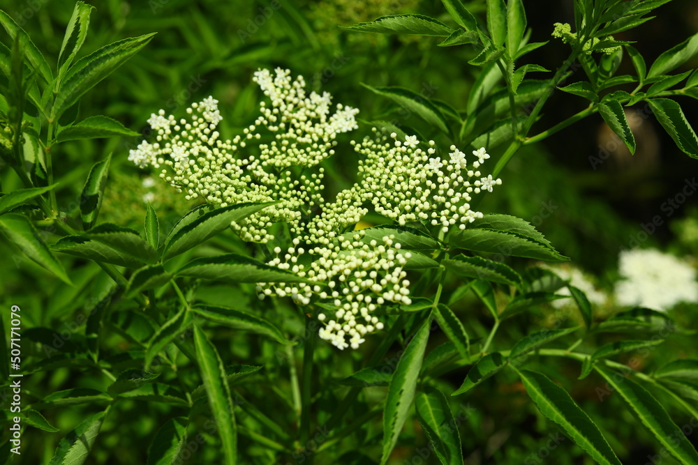 Spotted water hemlock Cicuta maculata native to North America is one of