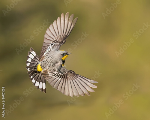 Wallpaper Mural A Yellow-rumped Warbler in flight