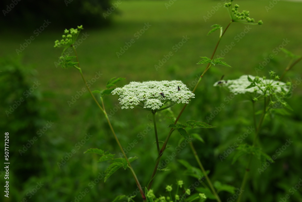 Spotted Water Hemlock Cicuta Maculata Native To North America Is One Of ...