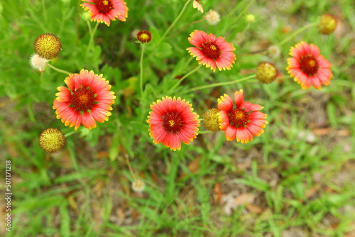 Blanketflower (Gaillardia pulchella) roadside flower plant native to Florida USA
