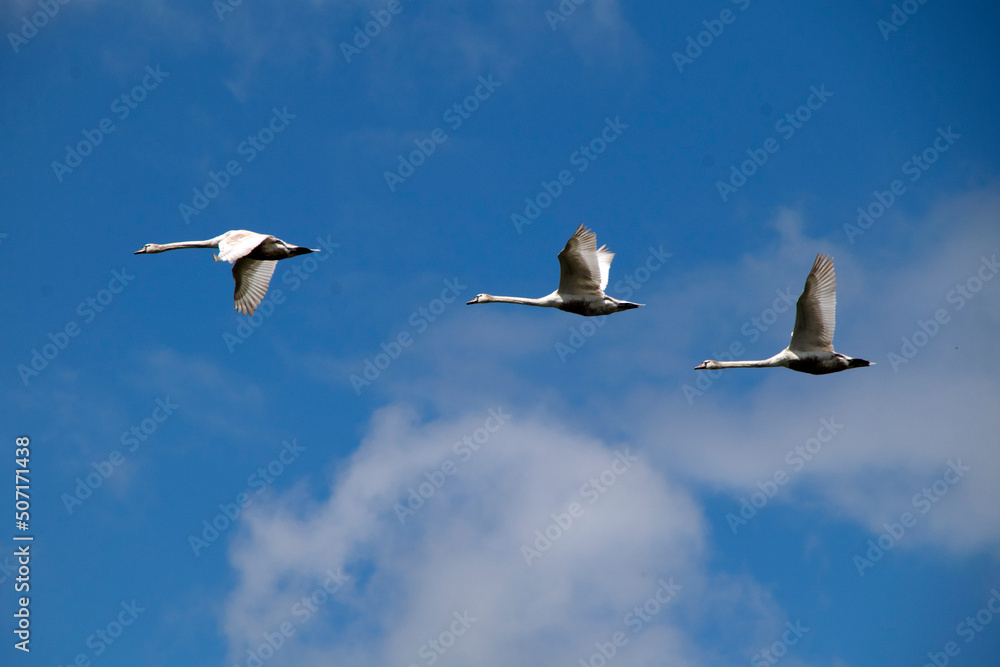Fototapeta premium Schwäne (Höckerschwan, Cygnus olor), fliegend