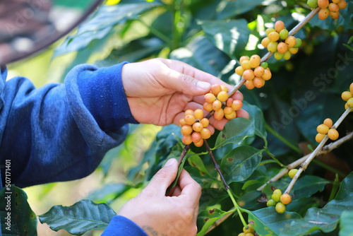 organic arabica coffee with farmer picking in farm.harvesting Robusta and arabica coffee berries by agriculturist hands,Worker Harvest arabica coffee berries on its branch, harvest concept.