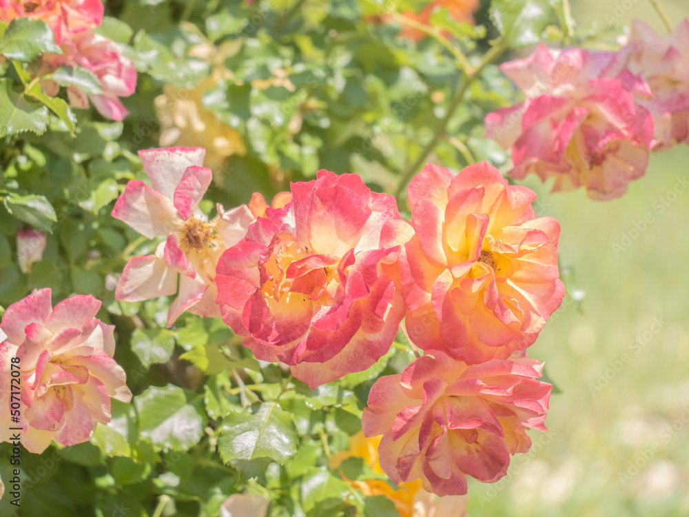 Obraz premium flowers