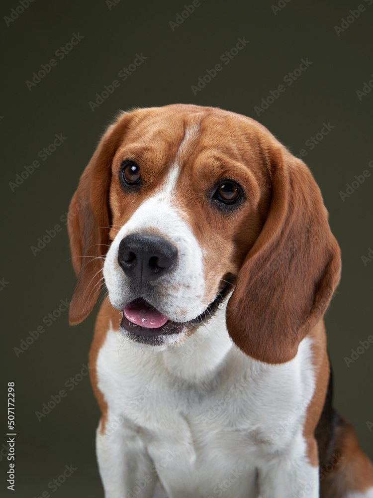 dog portrait on a green background. Funny Beagle in studio 