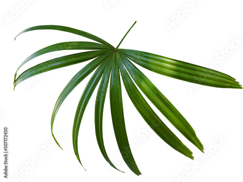 Dark green leaf of Rhapis humilis or Slender Lady Palm isolated on white background. The fan-like leaves; deeply divided to petiole like a spoke wheel; about 10-20 leaflets per leaf.