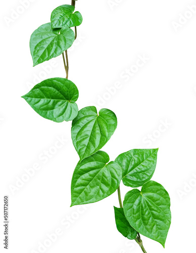 фотографія The leaves of Piper betle or Betel, Paan, Sirih and Phlu in Thai