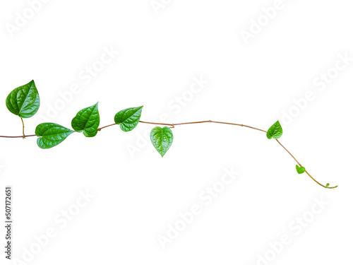 Obraz na plátně The leaves of Piper betle or Betel, Paan, Sirih and Phlu in Thai