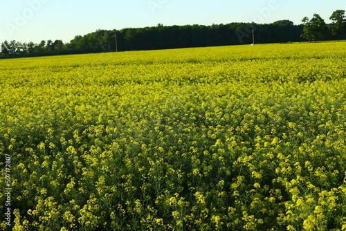 Yellow Rapeseed plants agriculture cultivated for oil, which is healthy in diet. But the field stinks a lot because sulfur compounds, and pungent odor 