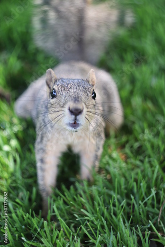 squirrel in the grass