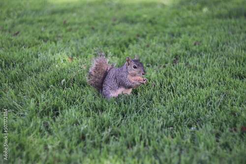 squirrel in the park