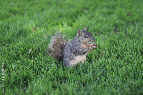 squirrel in the grass
