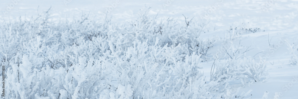 Plants in the tundra in the Arctic are covered with hoar frost. Snow and rime ice on the branches of bushes. Beautiful winter background with twigs covered with hoarfrost. Cold snowy weather. Frosting