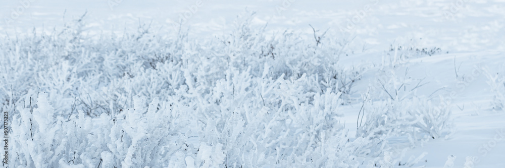 Plants in the tundra in the Arctic are covered with hoar frost. Snow and rime ice on the branches of bushes. Beautiful winter background with twigs covered with hoarfrost. Cold snowy weather. Frosting Plants in the tundra in the Arctic are covered with hoar frost. Snow and rime ice on the branches of bushes. Beautiful winter background with twigs covered with hoarfrost. Cold snowy weather. Frosting