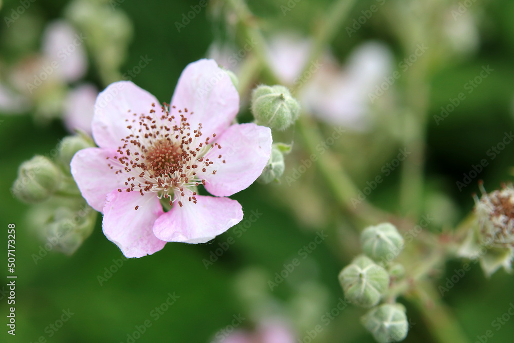 Brombeerblüten