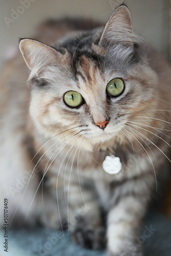 猫のポートレート