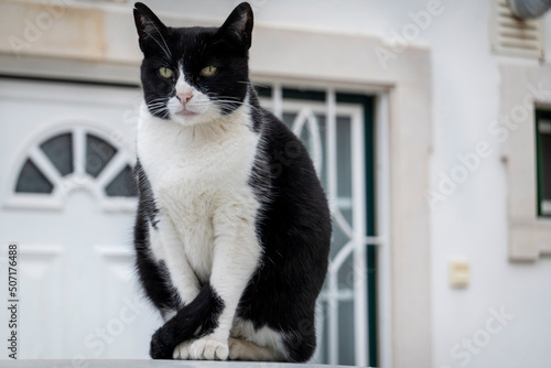 Black and white domestic cat