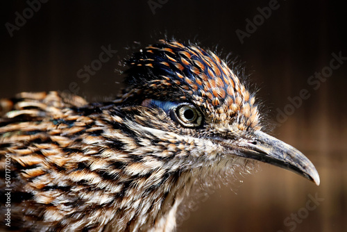 close up of a roadrunner