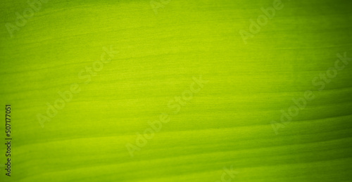 Banana leaf, green leave, abstract background
