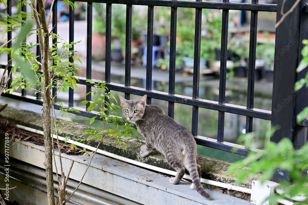 Closeup of Thai cats lie on the wall inside the black iron fence in a house in Thailand. Closeup of Thai cats lie on the wall inside the black iron fence in a house in Thailand.